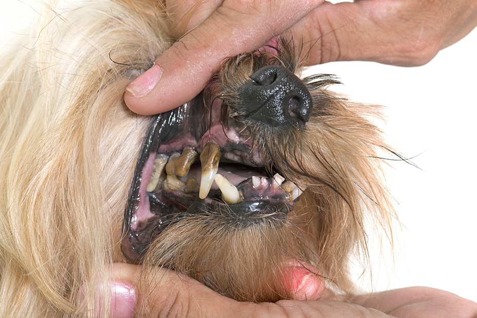 口臭が酷すぎる 犬 猫を飼っている人必見 口内ケアが最も重要な理由とは ペットと暮らす